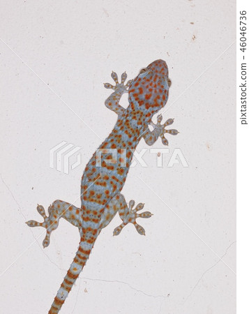 beautiful gecko green brown with red orange dots beautiful gecko green brown with red orange dots 46046736