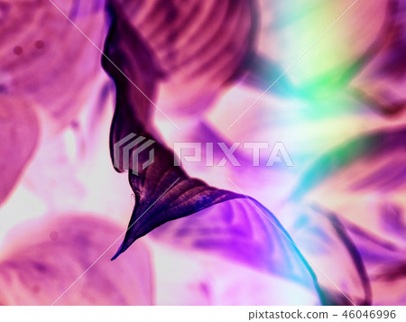 perennial plants growing from rhizomes or stolons perennial plants growing from rhizomes or stolons 46046996