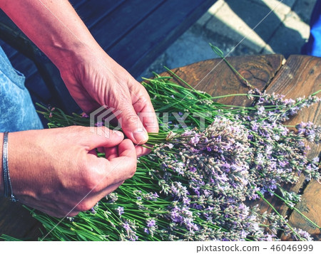 The hand of gardener process fresh lavender stalks 46046999