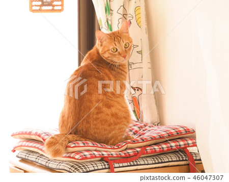 Tea tiger cat's wheat on a cushion by the window 46047307