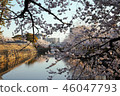 櫻桃樹 46047793