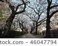 櫻桃樹 46047794