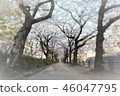 櫻桃樹 46047795