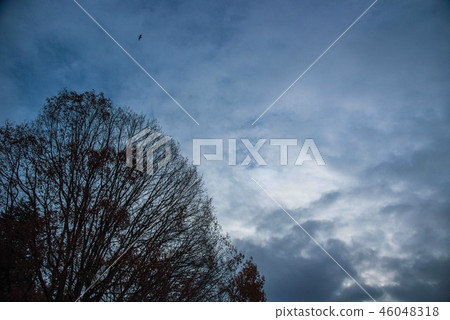 breaking Dawn  46048318