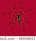 Black Spider with colourful pattern on itself. 46048691