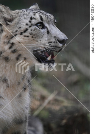 雪豹 46048850