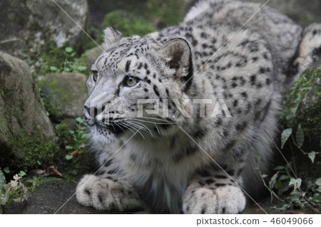 Snow leopard Snow leopard 46049066
