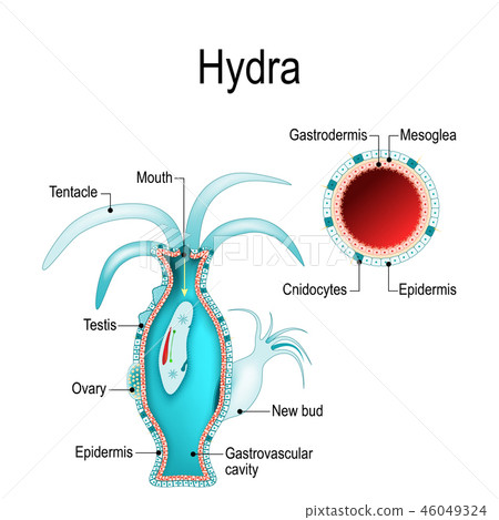 hydra anatomy. Cnidaria. Vector illustration hydra anatomy. Cnidaria. Vector illustration 46049324