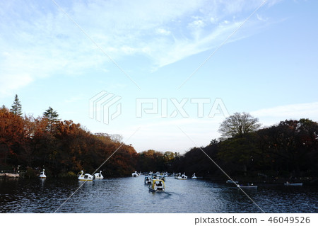 [Tokyo, Inokashira Park] Lots of people playing riding swans in the pond 46049526