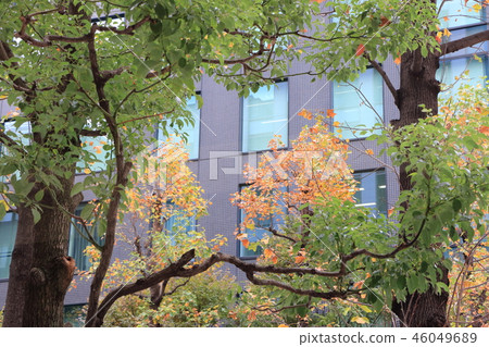 Autumn roadside tree lily of Osaka Autumn roadside tree lily of Osaka 46049689
