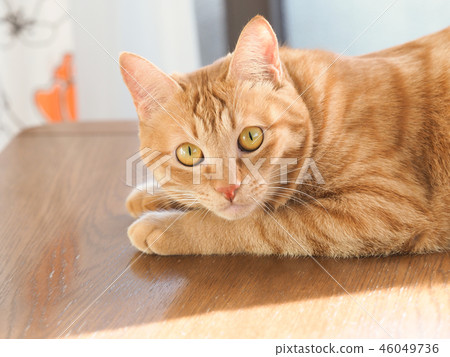 Tea tiger cat's wheat on the table 46049736