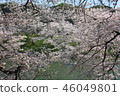 櫻花 46049801