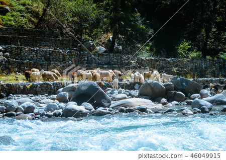 Himalayan big-horned sheep goat near BEAS river. 46049915