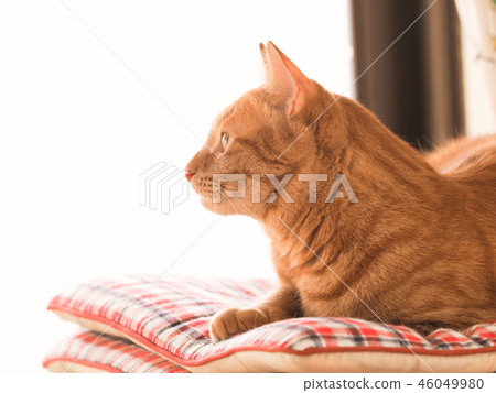 在坐墊的茶老虎貓的麥子由窗口 46049980