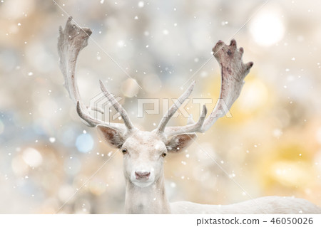 Portrait of white fallow deer in winter time. Portrait of white fallow deer in winter time. 46050026