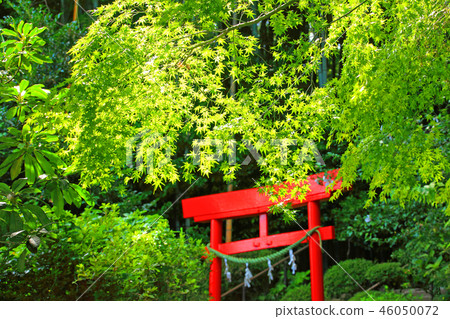 覆蓋福井稻荷的藍楓 覆蓋福井稻荷的藍楓 46050072