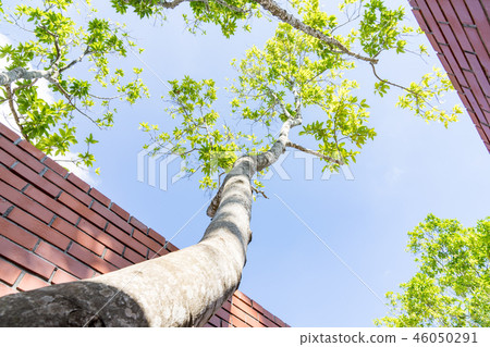 Trees, red lumps, traditional architecture, sun, asters. A traditional Japanese architectural plant. 46050291