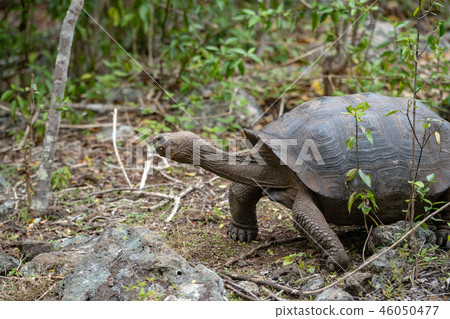 加拉帕戈斯巨龜 46050477