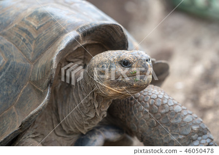 Galapagos Giant tortoise 46050478