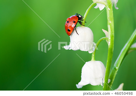 ladybug sits on a flower of a lily of the valley 46050498