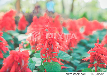 One skewer is a kind of rat grass. Crawling seeds and crimson firecrackers. A red and red flower from the West. Can be used. 46050584