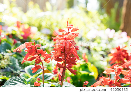 One skewer is a kind of rat grass. Crawling seeds and crimson firecrackers. A red and red flower from the West. Can be used. One skewer is a kind of rat grass. Crawling seeds and crimson firecrackers. A red and red flower from the West. Can be used. 46050585