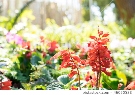 One skewer is a kind of rat grass. Crawling seeds and crimson firecrackers. A red and red flower from the West. Can be used. 46050588
