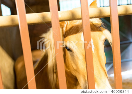 aba馬健康,敏捷的動物。 aba馬健康,敏捷的動物。 46050844