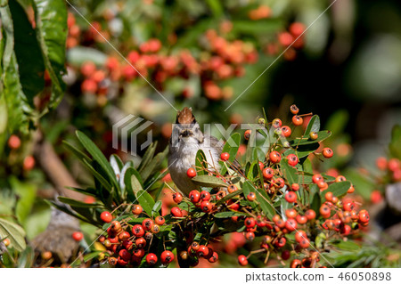 Crown feather thrush 46050898