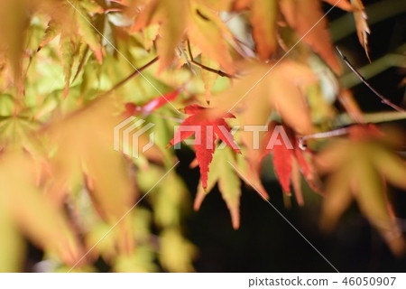 Autumn red one point 46050907