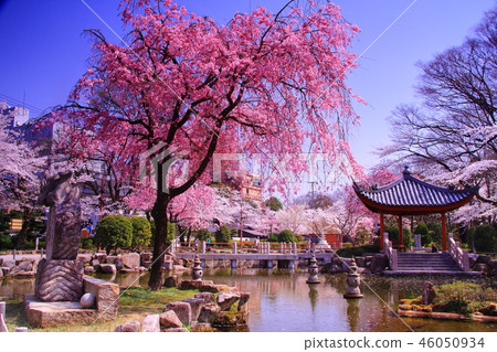 岐阜公園櫻花盛開在日中友好花園（岐阜市） 46050934