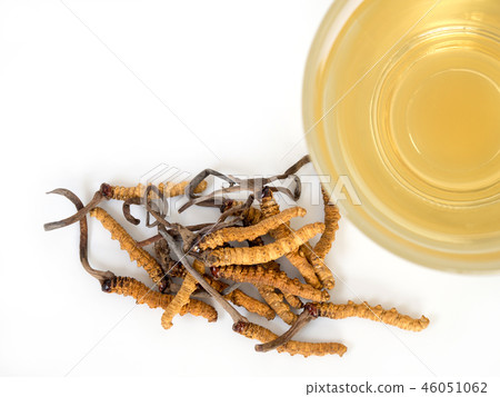 mushroom cordyceps this a herbs. mushroom cordyceps this a herbs. 46051062