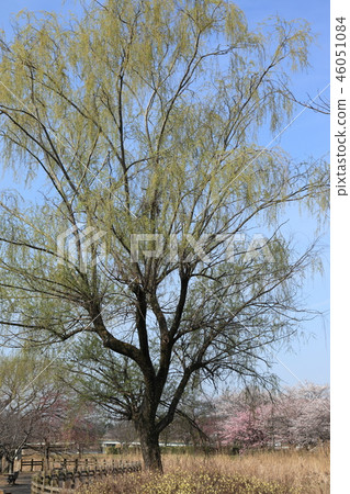 Willow tree Willow tree 46051084