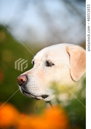 Labrador Retriever 46051655
