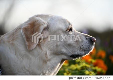 拉布拉多犬 46051656