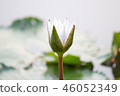 close up white lotus and leaf in water 46052349