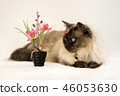 Cat Siamese with blue almond-shaped eyes is laying outdoors in snow in winter. A butterfly on his 46053630