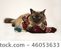 Siamese tai cat, wearing knited scarf, laying outdoors in snow in winter, near mouse toy 46053633