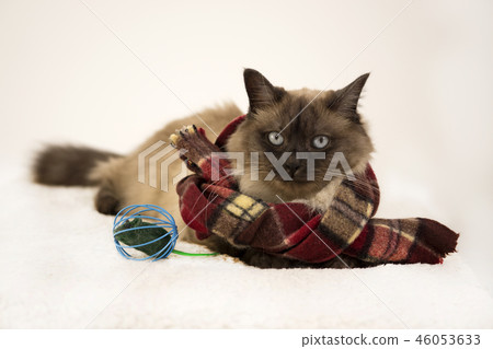 Siamese tai cat, wearing knited scarf, laying outdoors in snow in winter, near mouse toy Siamese tai cat, wearing knited scarf, laying outdoors in snow in winter, near mouse toy 46053633