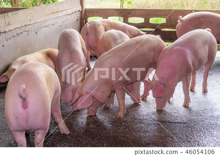 Breeders pink pigs on a farm in countryside 46054106