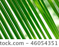 green coconut leaf pattern 46054351