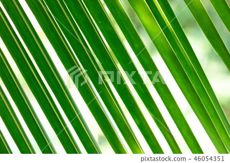 green coconut leaf pattern 46054351