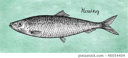 Ink sketch of herring. Ink sketch of herring. 46054404