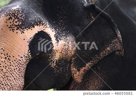 Asian Elephant portrait Close Up in Sri Lanka Asian Elephant portrait Close Up in Sri Lanka 46055081