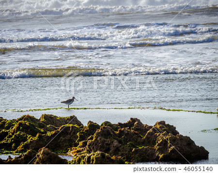 Coast Zaouiet Bouzarktoune near Essaouira, Morocco 46055140