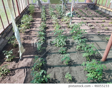 beds of greenery in the greenhouse 46055233