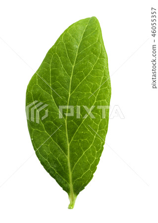 blueberry on white background blueberry on white background 46055357