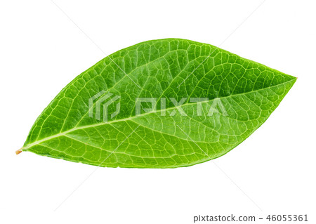 blueberry leaf isolated 46055361
