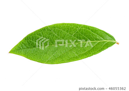 Blueberry leaf clipping path 46055362