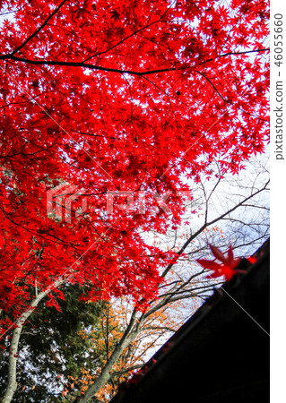 上正寺，茶室“關”和鮮紅色的楓樹 46055660